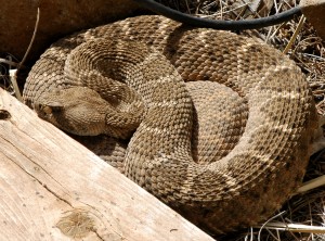This is the rattlesnake that lived under my porch. You can read about her on pages 49-50