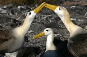 Albatrosses doing a mating dance. I talk about these on pages 143-146