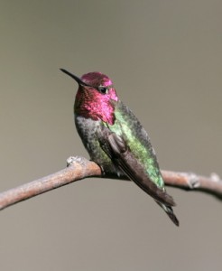 An Anna's Hummingbird. I write about hummingbirds on pages 162-163, 196-198
