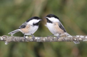 Black-capped Chickadees. I write about them on pages 195-196, 225