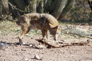 A coyote. I write about them on pages 59-60, 218, 220-221