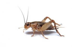 A cricket. I write about crickets on page 67 (iStockphoto),