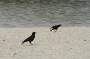 Crows and Ravens have a complex language. I write about this on pages 94-100