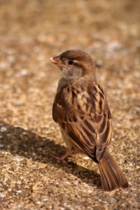 Sparrow like the one that lived in my house. I talk about this on pages 103-104