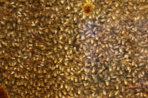 What the inside of a honeybee hive looks like. I talk about honeybees on pages 117-126