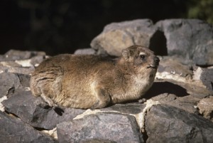 I studied the vocalizations of Rock Hyraxes in Kenya