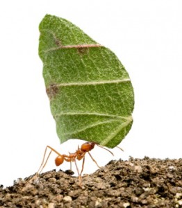 Leaf-cutter Ant carrying leaf. I talk about these ants on pages115-116 (iStockphoto)