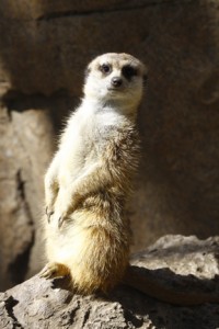 A meerkat. I write about them on pages 65-66