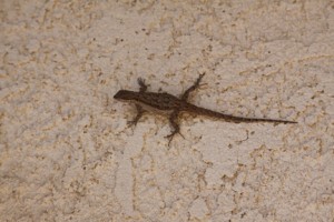 An Ornate Tree Lizard on the wall of my house. I talk about these on pages 146-149