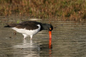 An Oystercatcher. I talk about this bird on page 174 (iStockphoto)