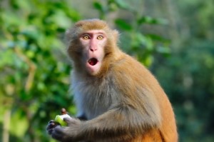 A Rhesus Macaque. I talk about them on pages 192-193