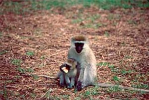 Vervet Monkeys. I write about them on pages 73-77