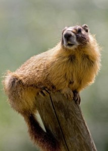A Marmot. I talk about this on pages 64-65 (iStockphoto)
