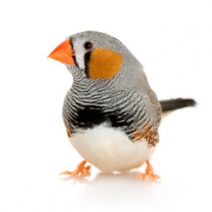 A Zebra Finch. I write about these birds on pages 160-161