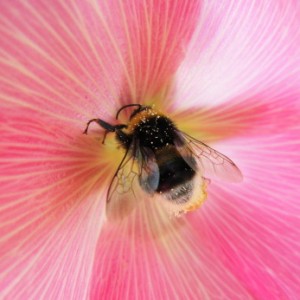 I talk about bumblebees on pages 112-113 (iStockphoto)