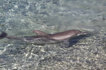 Dolphins have large brains and a complex language, pages 208-211, 248-249