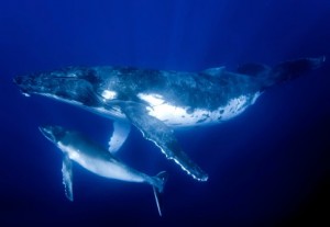 A Humpback Whale and calf. I talk about these on pages 152-157, 211