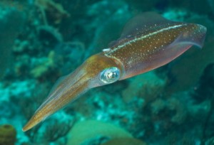 This is a Carribean Reef Squid. I talk about these on pages 140-143