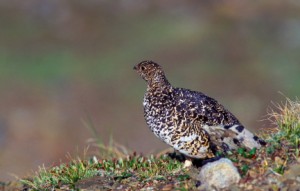 White-tailed Ptarmigan. I write about them on pges 102-103